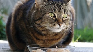 Nutrition for the diabetic cat